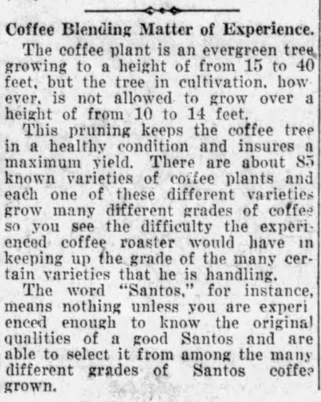 Short article on coffee tree, varieties, and blending; San Antonio Light, 26 Aug 1923, page 63