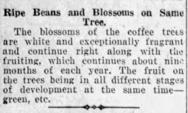 Short fact item on coffee tree flowering and fruiting; San Antonio Light, 26 Aug 1923, page 63
