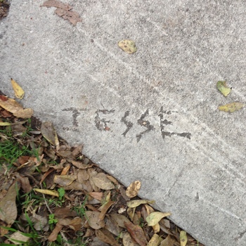Straight-down view of the **same Delaware Street sidewalk slab** by the Hoffmann-Hayman **entrance gate** as the **[ADOLPH M. inscription frame](/assets/images/gallery/2014-12-17-delaware-street-sidewalk-adolph-m-concrete-inscription.jpg)** — weathered light-grey concrete with faint **diagonal scratches** across the floated face, stray **dried leaves** skittered onto the upper field, and the lower-left margin meeting **grass and compacted soil** with a thick carpet of oval brown leaf litter — stamped or scribed into the fresh concrete (same **17 December 2014**, **iPhone 5** outing) the given name **JESSE** in block capitals, the two **S** characters drawn with exaggerated **zig-zag / lightning-bolt** angled stems (playful kid-style lettering or a distinctive personal hand); **identity not asserted** in this project (family name or neighborhood mark only)